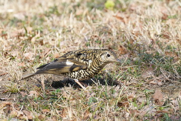 scaly thrush is hunting a warm