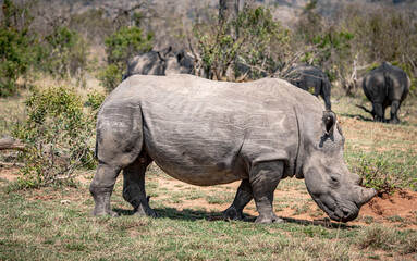 Fototapeta premium White Rhinoceros (Ceratotherium Simum) in Kruger National Park, South Africa