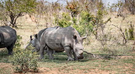 Fototapeta premium White Rhinoceros (Ceratotherium Simum) in Kruger National Park, South Africa