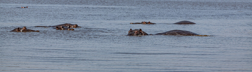 Fototapeta na wymiar Some Hippos (Hippopotamus Amphibius) in the Kruger National Park, South Africa