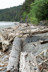 driftwood