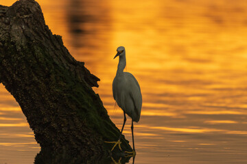 Fotografía de una garza blanca (Ardea Alba) en búsqueda de alimento al amanecer en el río en Tuxpan, Veracruz, México.