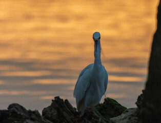 Fotografía de una garza blanca (Ardea Alba) en búsqueda de alimento al amanecer en el río en Tuxpan, Veracruz, México.