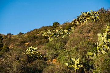Desert plants and landscape in Runyon Canyon, LA.