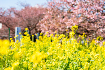 河津桜と菜の花