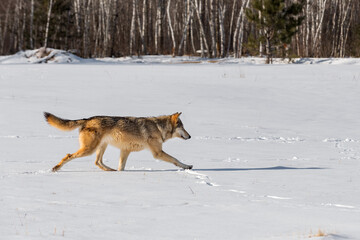 Fototapeta na wymiar Grey Wolf (Canis lupus) Runs Right Across Field Tail Up Winter