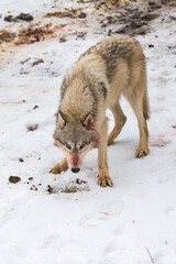 Grey Wolf (Canis lupus) Looks Up From Snow Blood on Face Winter