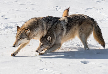 Obraz premium Grey Wolves (Canis lupus) Run Together Kicking Up Snow Winter