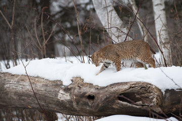 Bobcat (Lynx rufus) Looks Down Side of Log Winter