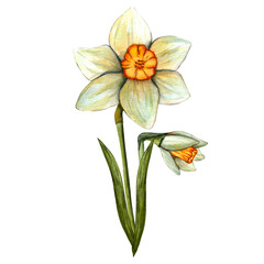 Watercolor spring easter illustration with flowers daffodil isolated on white background for decor.