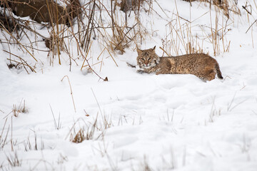Bobcat (Lynx rufus) Glares Up From Snow Winter