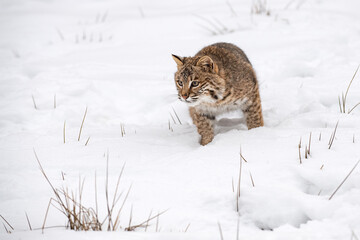 Bobcat (Lynx rufus) Stalks Forward to Left Winter