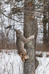 Canadian Lynx (Lynx canadensis) Climbs Up Side of Tree Winter