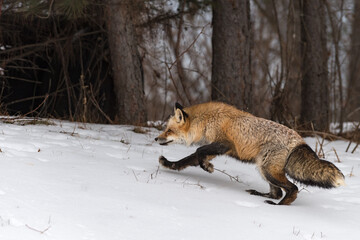 Red Fox (Vulpes vulpes) Runs Left Towards Forest Winter