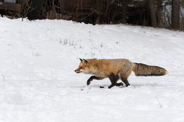 Red Fox (Vulpes vulpes) Runs Left Tail Straight Out Winter