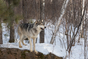 Grey Wolf (Canis lupus) Leans Out From Atop Snow Covered Rock Winter