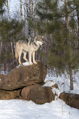 Grey Wolf (Canis lupus) Looks Down From Atop Rock Den Winter