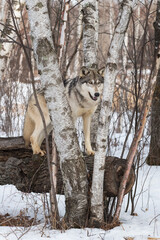 Grey Wolf (Canis lupus) Looks Between Birch Trees From Atop Log Winter