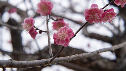 日本で咲く梅の花
