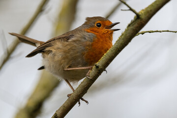 Robin Redbreast
