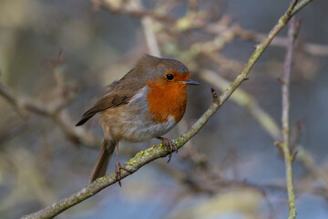 Robin Redbreast