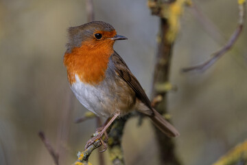 Robin Redbreast