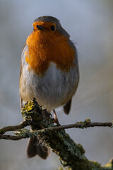 Robin Redbreast