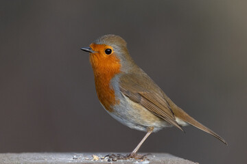 Robin Redbreast