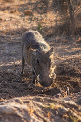 Wild boars in the african savannah