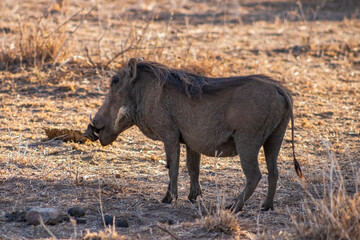 Wild boars in the african savannah