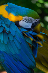 Blue and gold macaw