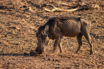 Wild boars in the african savannah