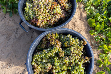 Porto Santo island grapes cultivated on sand that produces the famous porto santo wine - obrazy, fototapety, plakaty