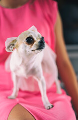 chihuahua blanco perro mascota © Claudio Castillo