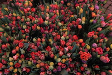 Colorful tulips for sale at market. Top view of multi-colored tulips springtime flower, close-up