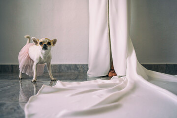 chihuahua perro mascota © Claudio Castillo