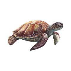 Naklejka premium Sea turtle, underwater animals. Watercolor hand drawn. Aquarium, tropical, reef, isolate on white background.