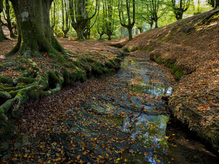 Hayedo de Otzarreta en oto&ntilde;o. Naturaleza
