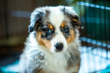Adorable Australian Shepherd Puppy. A Bundle of Fluff and Love Ready to Steal Your Heart