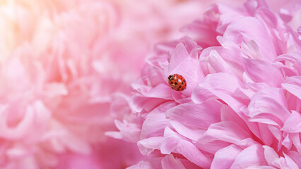 Delicate pink peonies flowers with ladybird in petals, selective focus close-up. Romantic background with copy space for text © Nymphalyda