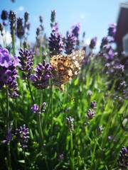 Butterfly on flower