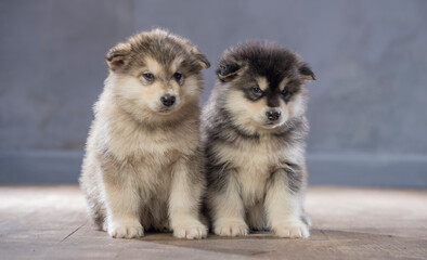 two Malamutes on a gray background