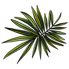 drawing isolated palm leaf, background for textile, trendy texture, wallpaper, highlight individual PNG objects.