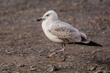 Close up image of a young white, grey and brown Caspian gull walking on a stone and sandy ground.