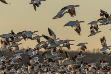 Flock of Snow Geese take off from a pond in the marsh