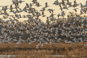 Fototapeta na wymiar Flock of Snow Geese take off from a pond in the marsh