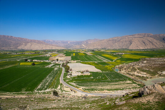 Kanola Farm, Noorabad Mamasani, Fars, IRan