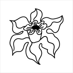 Design element of hand-drawn daffodil flower in full bloom in freehand style isolated on white. Modern floral card, textile print, embroidery, lace, pillows, napkins, packaging, wedding invitation