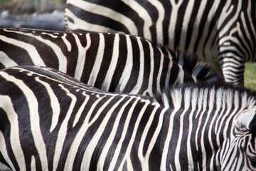 Fototapeta na wymiar Look of a group of zebras