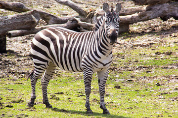 Portrait of a zebra in a zoo